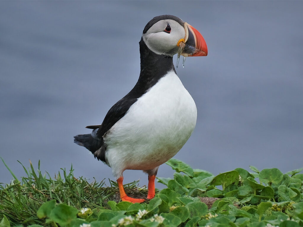 Grimsey puffin
