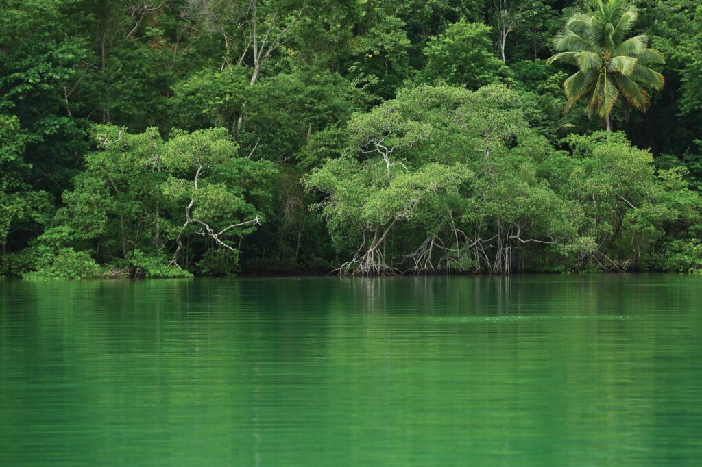 mangrove channel near Paraty