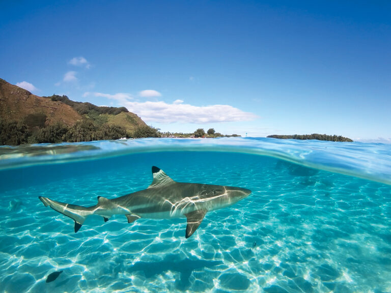 Over under sea surface sharks,tropical fish and bird ,Pacific oc