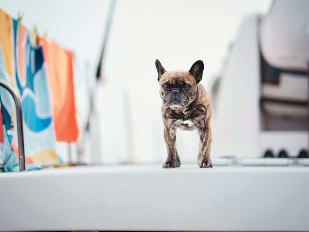 Laia the French Bulldog