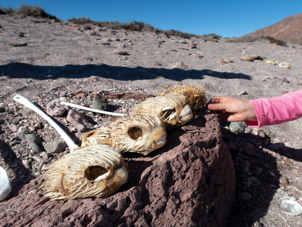 Pufferfish skeletons