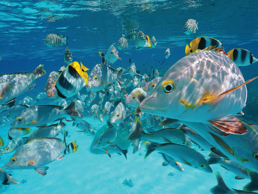 Shoal of tropical fish, mostly humpback red snapper with some butterflyfish and damselfish, underwater close to the surface and the camera, lagoon of Rangiroa, Pacific ocean, French Polynesia