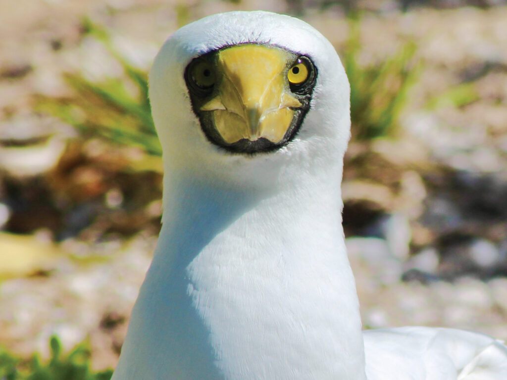 masked booby