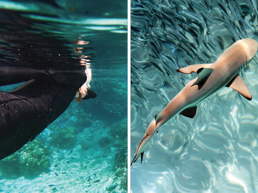 Diving with sharks composite