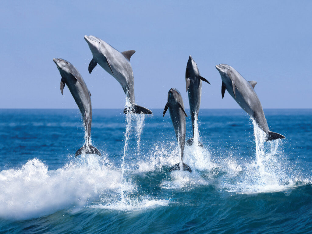 Bottlenose dolphin pod leaping out of the water